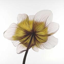 Beautiful anemone yellow flower