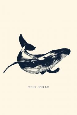 Blue whale sketch