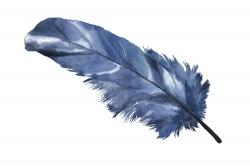 Plume bleue