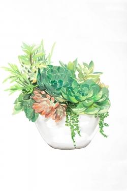 Assortiment de succulents en pot