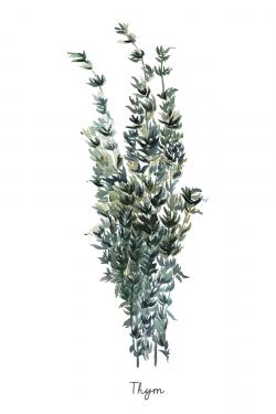 Thyme leaves bundle - fr