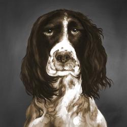 Brown english springer spaniel