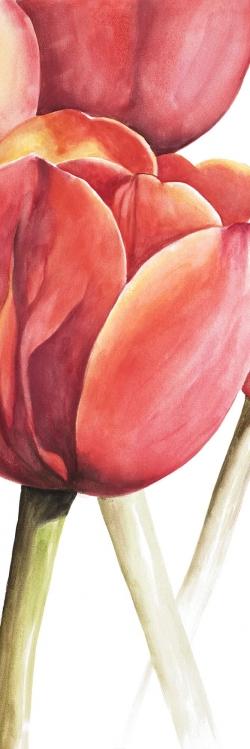 Blossoming tulips closeup