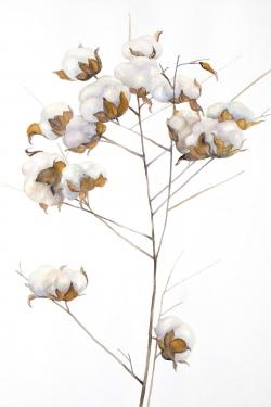 Branche de fleurs de coton