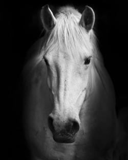 Monochrome horse