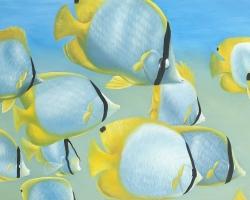 Butterfly fishes