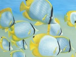 Butterfly fishes