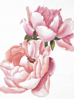 Two pink watercolor roses