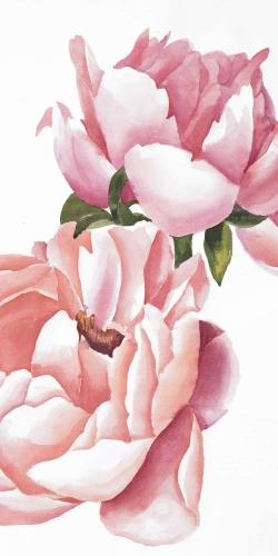 Two pink watercolor roses