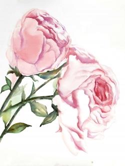 Watercolor pink roses