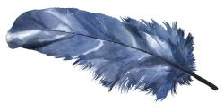 Plume bleue