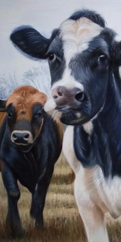 Two cows eating grass