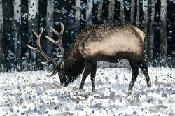 Caribou dans la forêt d'hiver