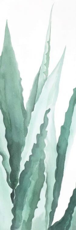 Watercolor agave plant