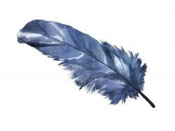 Plume bleue