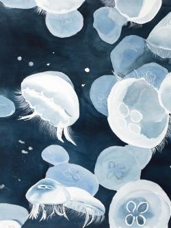 Jellyfishs