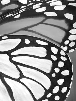 Butterfly wings closeup