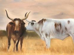 Nguni herd