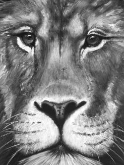 Portrait de lion