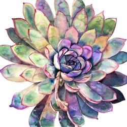 Succulent multicolore