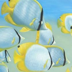 Butterfly fishes