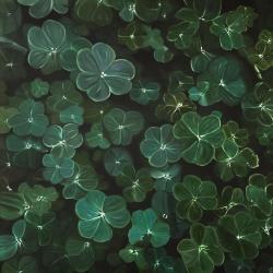 Clovers