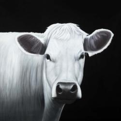 White cow