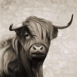 Highland cattle sepia