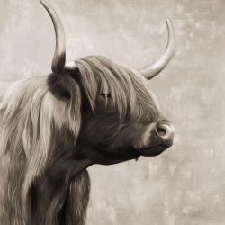 Beautiful highland cattle sepia