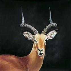 Antilope