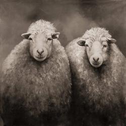 Sheep sepia