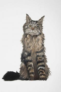 Maine coon cat