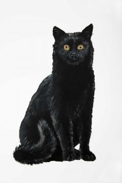 Black cat