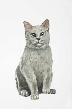 British shorthair cat