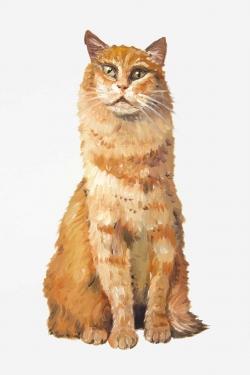 Ginger cat