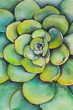 Watercolor succulent plant