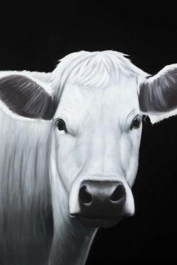 White cow