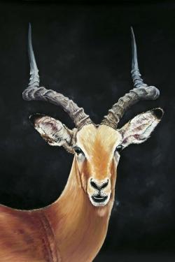 Antilope