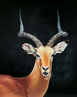 Antilope