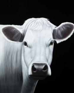 White cow