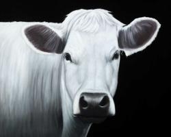 White cow