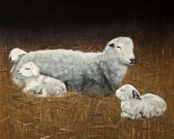 Sheep and lambs