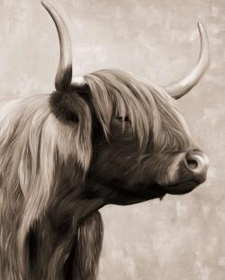 Beautiful highland cattle sepia