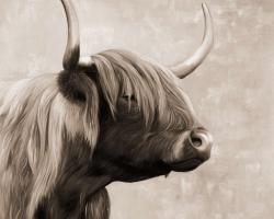 Beautiful highland cattle sepia