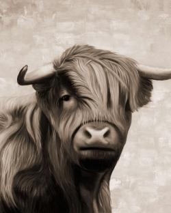 Highland cattle sepia