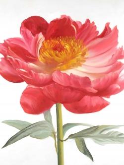 Pink peony