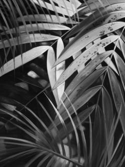 Feuilles tropicales monochrome