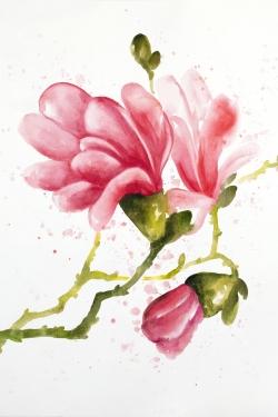 Fleurs de magnolia