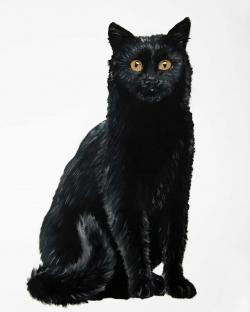 Black cat