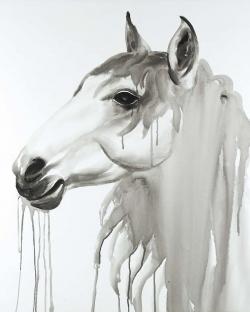 Beautiful white horse